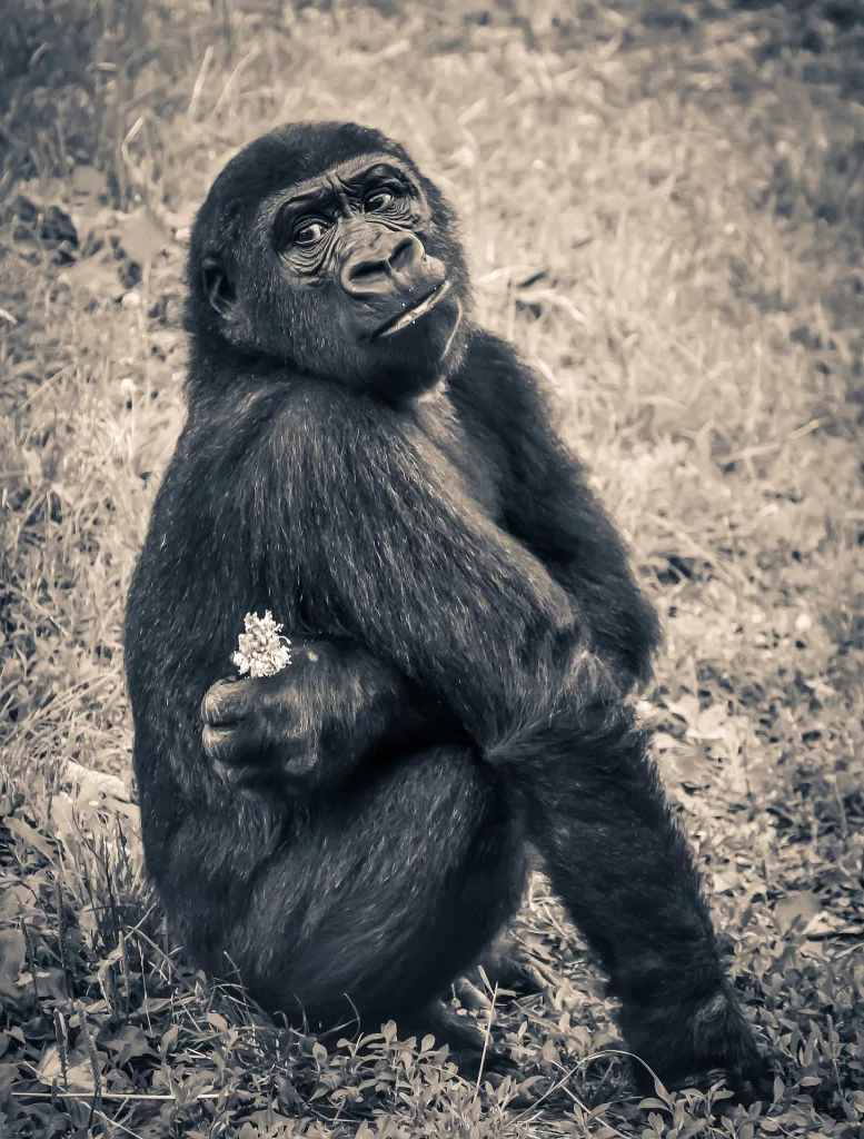 GORILLA WAITING FOR FOREX MARKETS TO OPEN